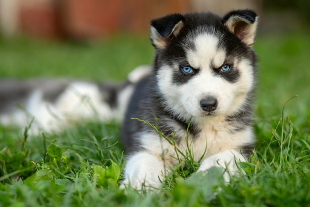 Leuke Siberische husky puppy met blauwe ogen die op een zomerdag in het groene gras zit