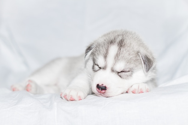 Leuke Siberische schor puppyzitting op witte achtergrond