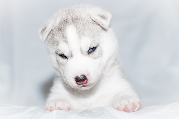 Leuke Siberische schor puppyzitting op witte achtergrond