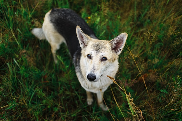 Leuke slimme bastaardhond met natuurlijke achtergrond