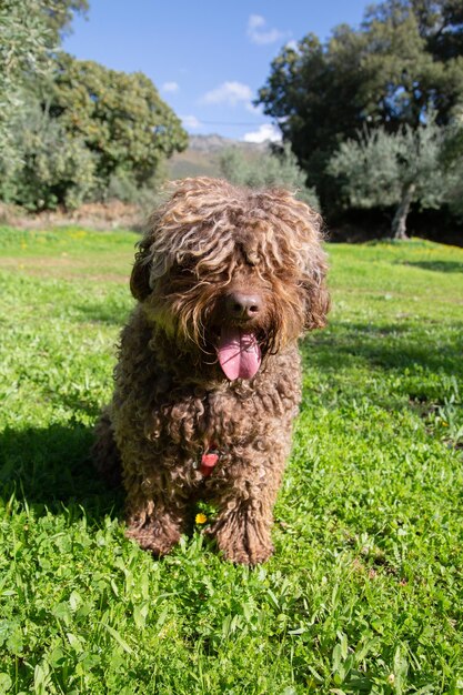 Foto leuke spaanse waterhond in het veld