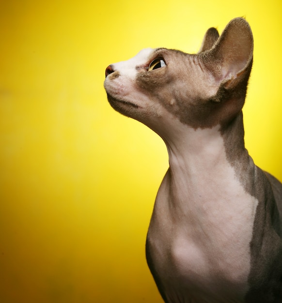 Leuke Sphynx op gele achtergrond