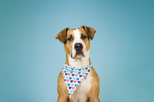 Leuke staffordshire terriërhond in bandana met harten