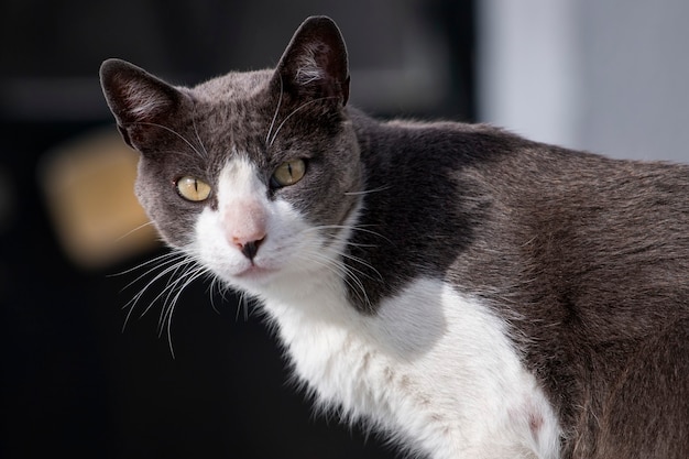 Leuke stedelijke kat op straat ontspannen.