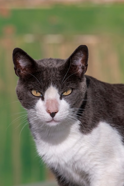 Leuke stedelijke kat op straat ontspannen.