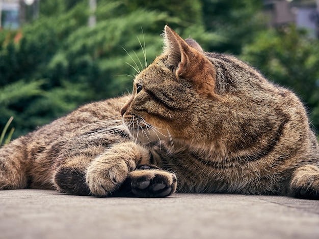 Leuke straatkat in het park