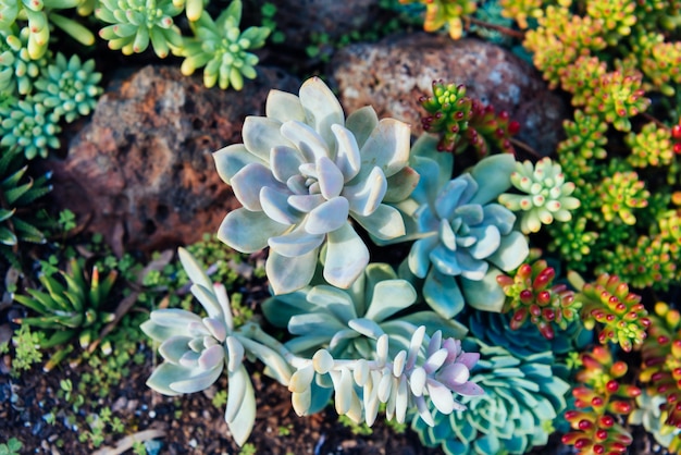 Leuke sucullent planten in de grond.