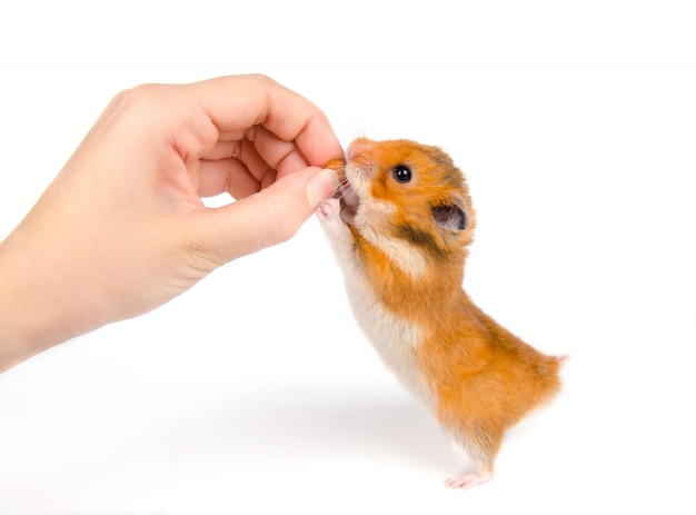 Leuke Syrische hamster die een noot van een menselijke hand neemt