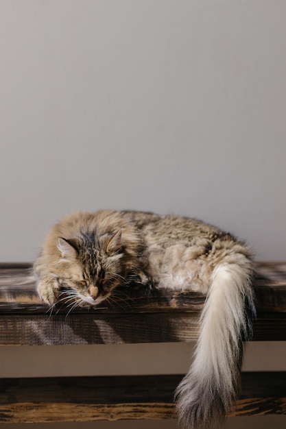 Leuke tabby kat die op een houten bankje slaapt Een schattige kat die zich ontspant in een zonnige kamer