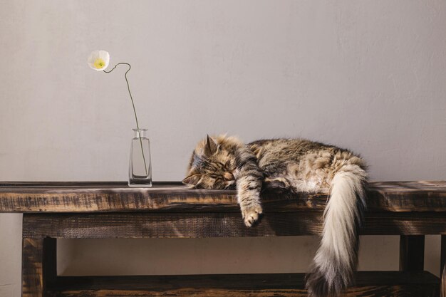 Leuke tabby kat die op een houten bankje slaapt met een bloem in een vaas Een schattige kat die ontspant en een dutje doet in een zonnige kamer Rust en vrede concept Huisdier thuis Dierbanner