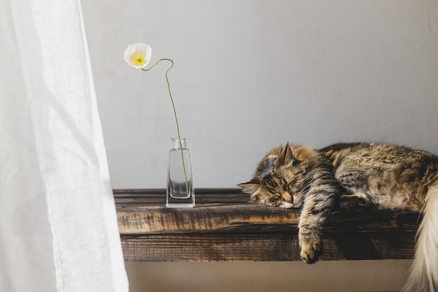 Leuke tabby kat die op een houten bankje slaapt met een bloem in een vaas en een linnen gordijn Een schattige kat die zich ontspant in een zonnige kamer Rust en vrede concept Huisdier thuis Dierbanner