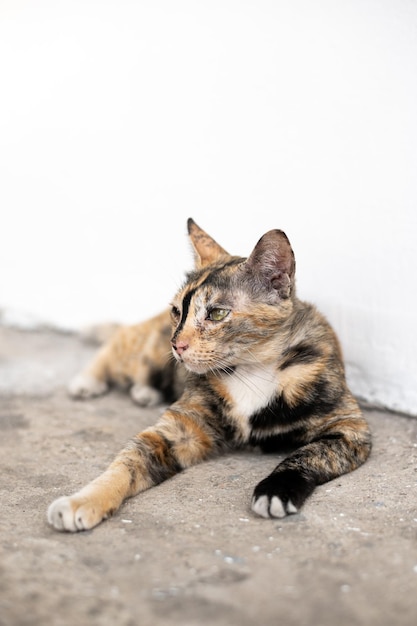 Leuke tabby kat die op straat slaapt Selectieve focus