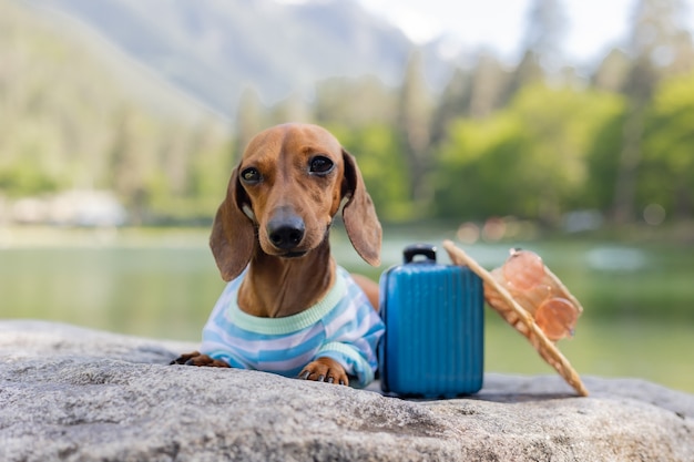 Leuke tekkelhond op een reis. een teckelhond met een zonnebril, een strohoed en zomerkleren zit in de buurt van het water met een koffer op zee. vakantie met huisdieren. Hoge kwaliteit foto