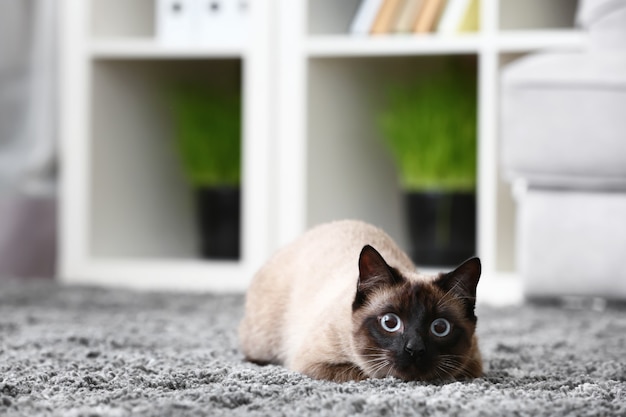 Leuke Thaise kat die op tapijt thuis ligt