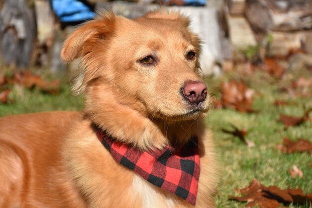 Leuke toller hond met een roze neus en buffel geruite bandana.