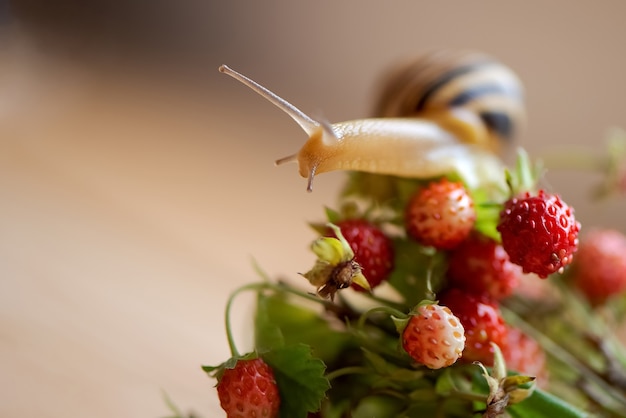 Leuke tuinslak kruipt op bos van wilde aardbeientwijgen met rijpe bessen