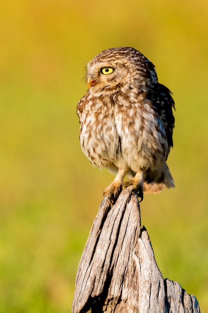 Leuke uil, kleine vogel met grote ogen