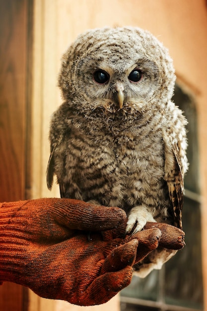 Leuke uil met grijze en bruine veren die bij de hand zitten met leren handschoen