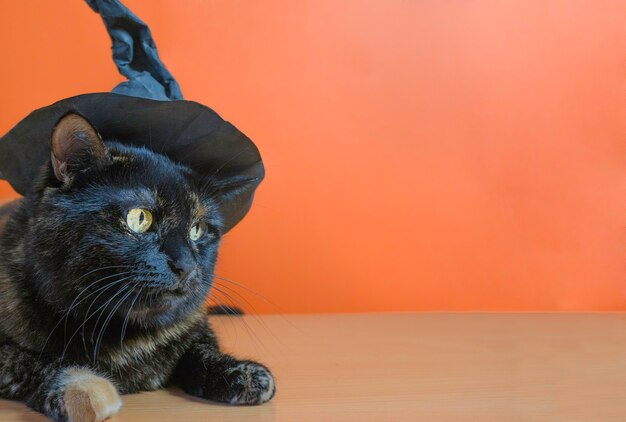 Leuke veelkleurige kat in een heksenhoed op een oranje achtergrond. halloween-vakantie.