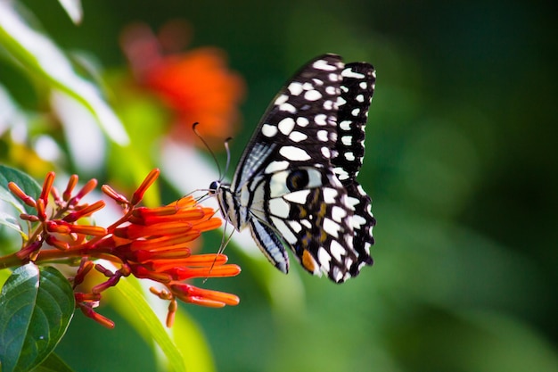 Leuke vlinder op de bloemplant op de achtergrond van de natuur