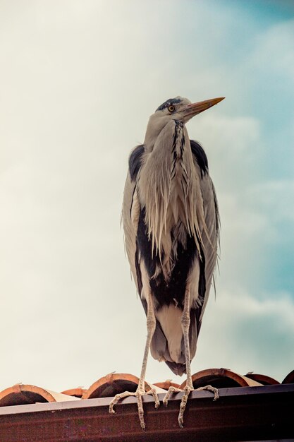 Leuke vogel als Nature Wildlife achtergrond