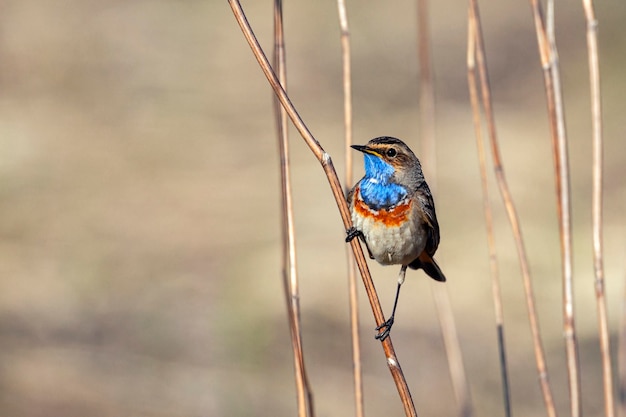 Leuke vogel, blauwborst mannetje zittend op een tak met onscherpe achtergrond, Luscinia svecica...