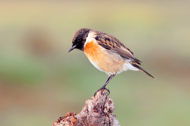 Foto leuke vogel op een herbergierskoffer