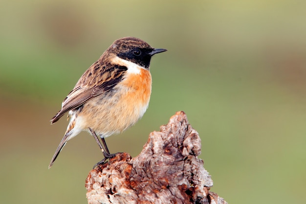 Leuke vogel op een herbergierskoffer