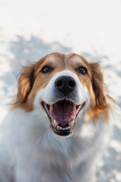 Leuke vrouwelijke griekse herdershond close-up weergave buitenshuis achtergrond wazig