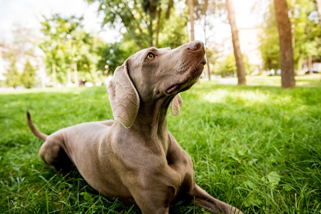 Leuke Weimaraner-hond bij het park