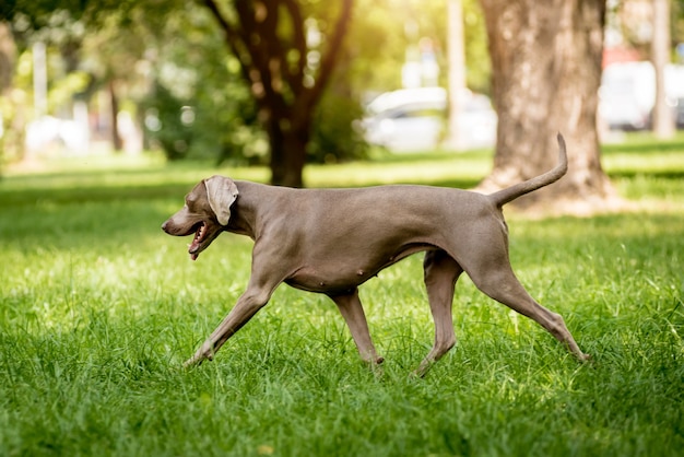 Leuke Weimaraner-hond bij het park