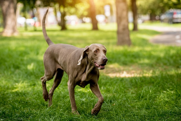 Leuke Weimaraner-hond bij het park