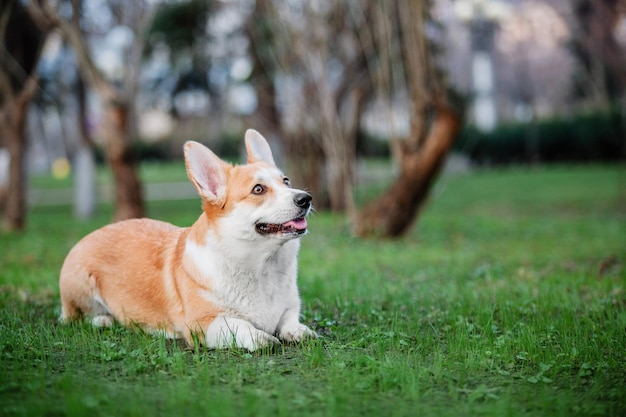 Leuke Welsh Corgi-hond buiten. Hondenportret Huisdier tijdens een wandeling. Mooi grappig corgi hondenras