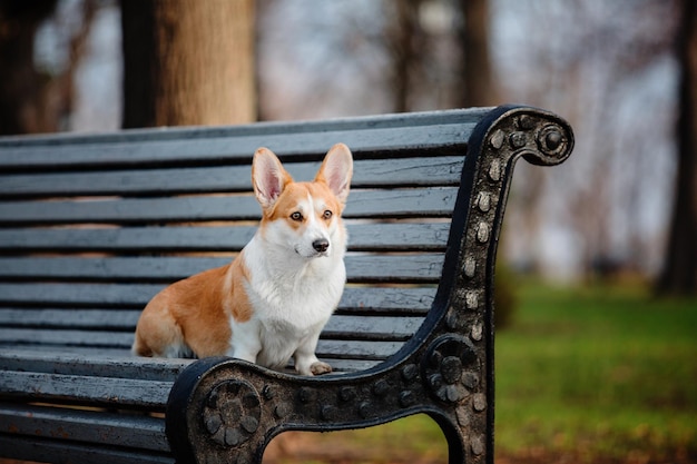 Leuke Welsh Corgi-hond buiten. Hondenportret Huisdier tijdens een wandeling. Mooi grappig corgi hondenras