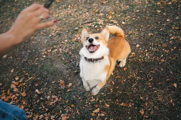 Leuke Welsh Corgi-hond buiten. Hondenportret Huisdier tijdens een wandeling. Mooi grappig corgi hondenras