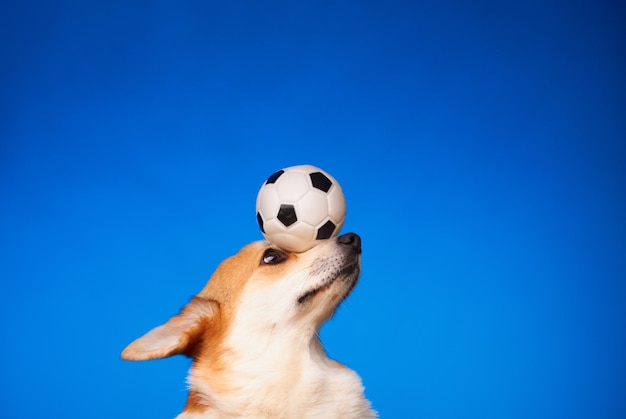 Leuke Welsh Corgi Pembroke-hond die een voetbal op zijn hoofd houdt tegen een blauwe achtergrond