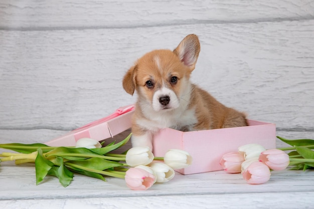 Foto leuke welsh corgi puppy in een geschenkdoos met voorjaarsroze tulpenbloemen op een lichte houten achtergrond