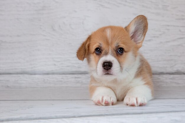 Foto leuke welsh corgi puppy op een lichte houten achtergrond