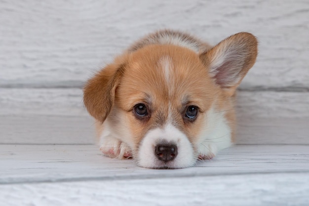 Foto leuke welsh corgi puppy op een lichte houten achtergrond