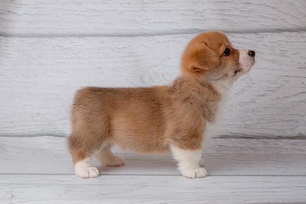 Leuke welsh corgi puppy op een lichte houten achtergrond