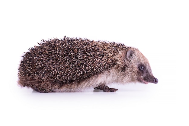 Leuke wilde Europese egel geïsoleerd op witte achtergrond