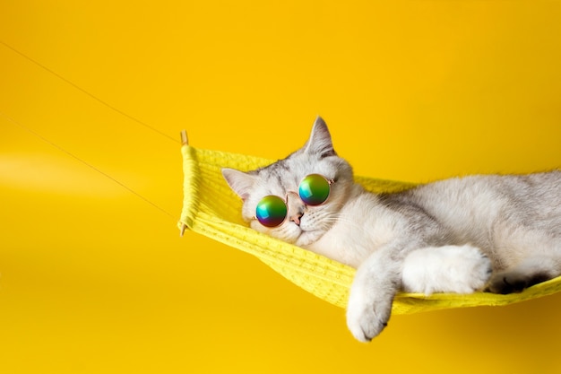 Leuke witte Britse kat die zonnebril op gele stoffenhangmat draagt die op gele achtergrond wordt geïsoleerd