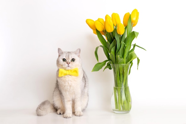 Leuke witte britse kat in een gele vlinderdas naast een glazen vaas met een boeket gele tul