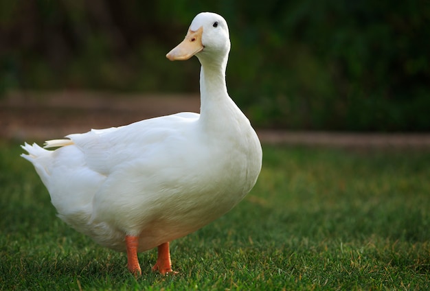 Leuke witte eend op boerderij