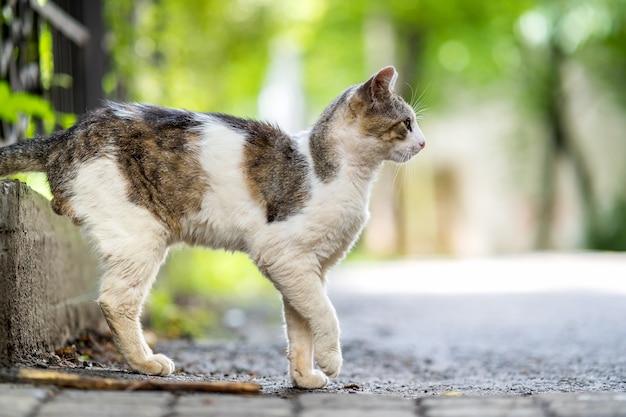 Leuke witte en grijze kat die buiten op de zomerstraat staat.