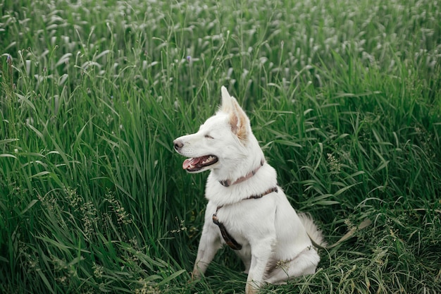 Leuke witte hond zittend in groen veld Portret van jonge grappige hond tussen groen gras en wilde bloemen Huisdier in de zomer platteland Deense spitz