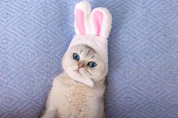 Foto leuke witte kat in hoed met konijnenoren ligt op bed op blauwe achtergrond