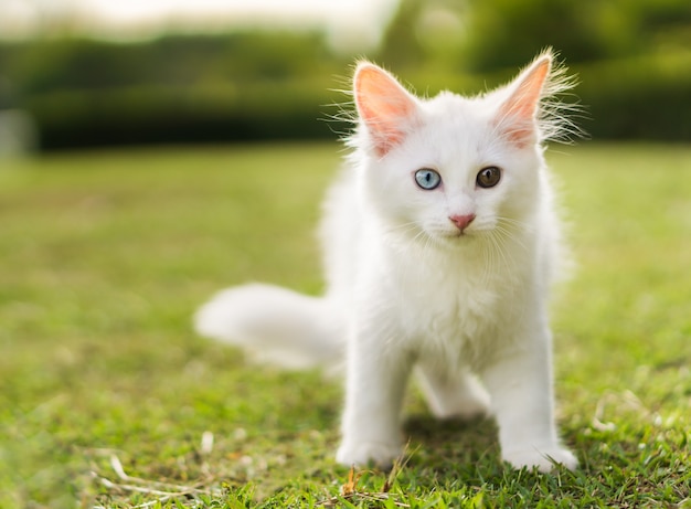 Foto leuke witte kat op het gazon