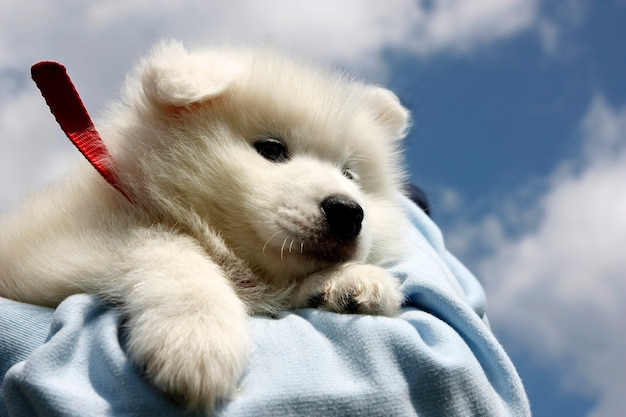 Leuke witte puppy