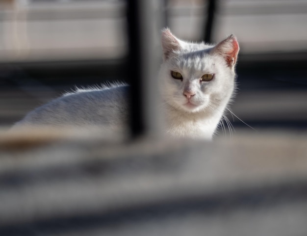 Leuke witte zwerfkat die door het raster kijkt in de straten van Malaga